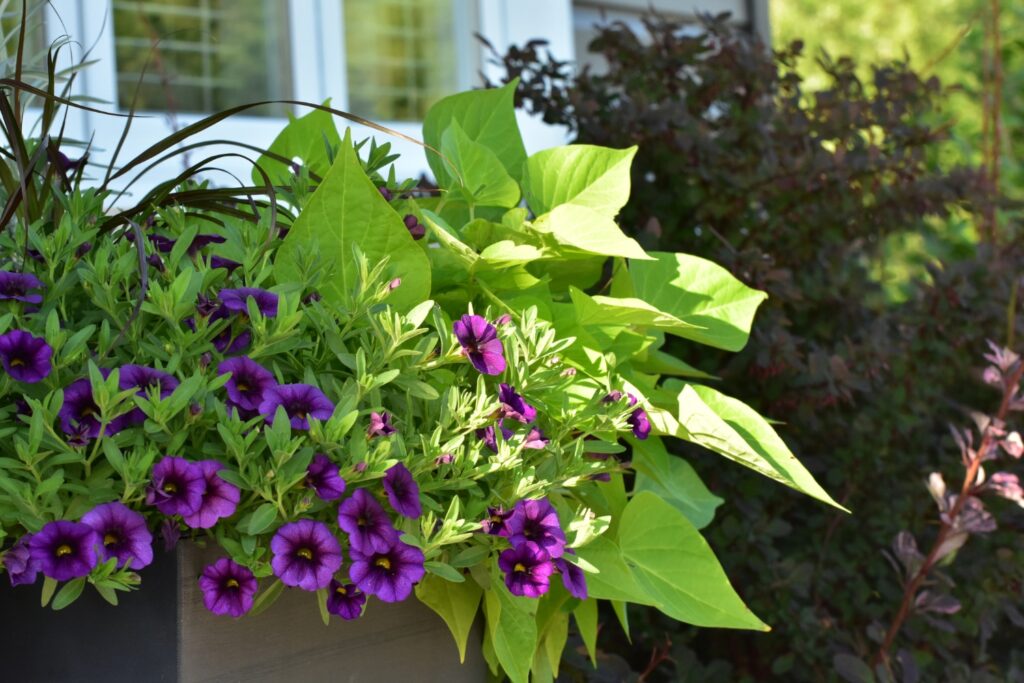 beautiful container of flowers