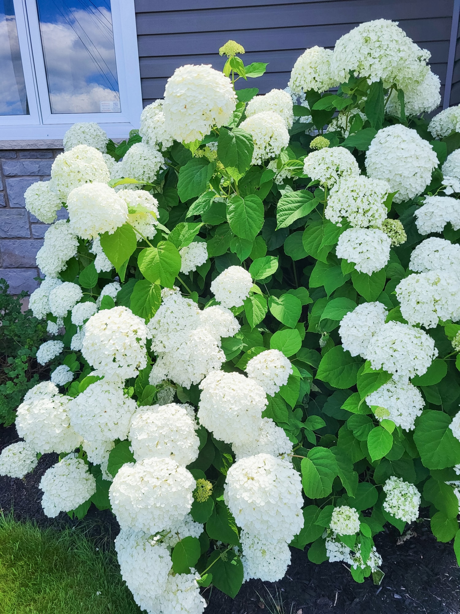 front porch gardeing ideas