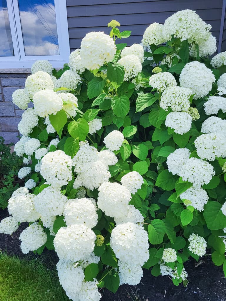 front porch gardening ideas