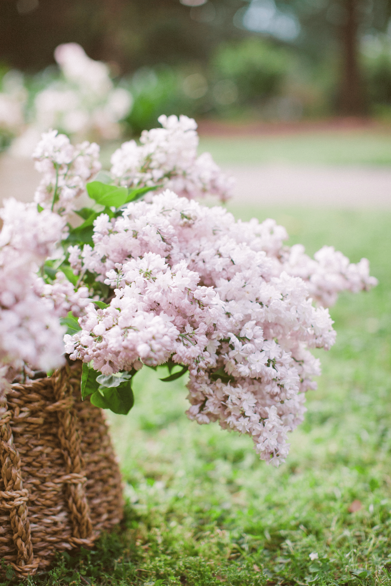 spring home reset