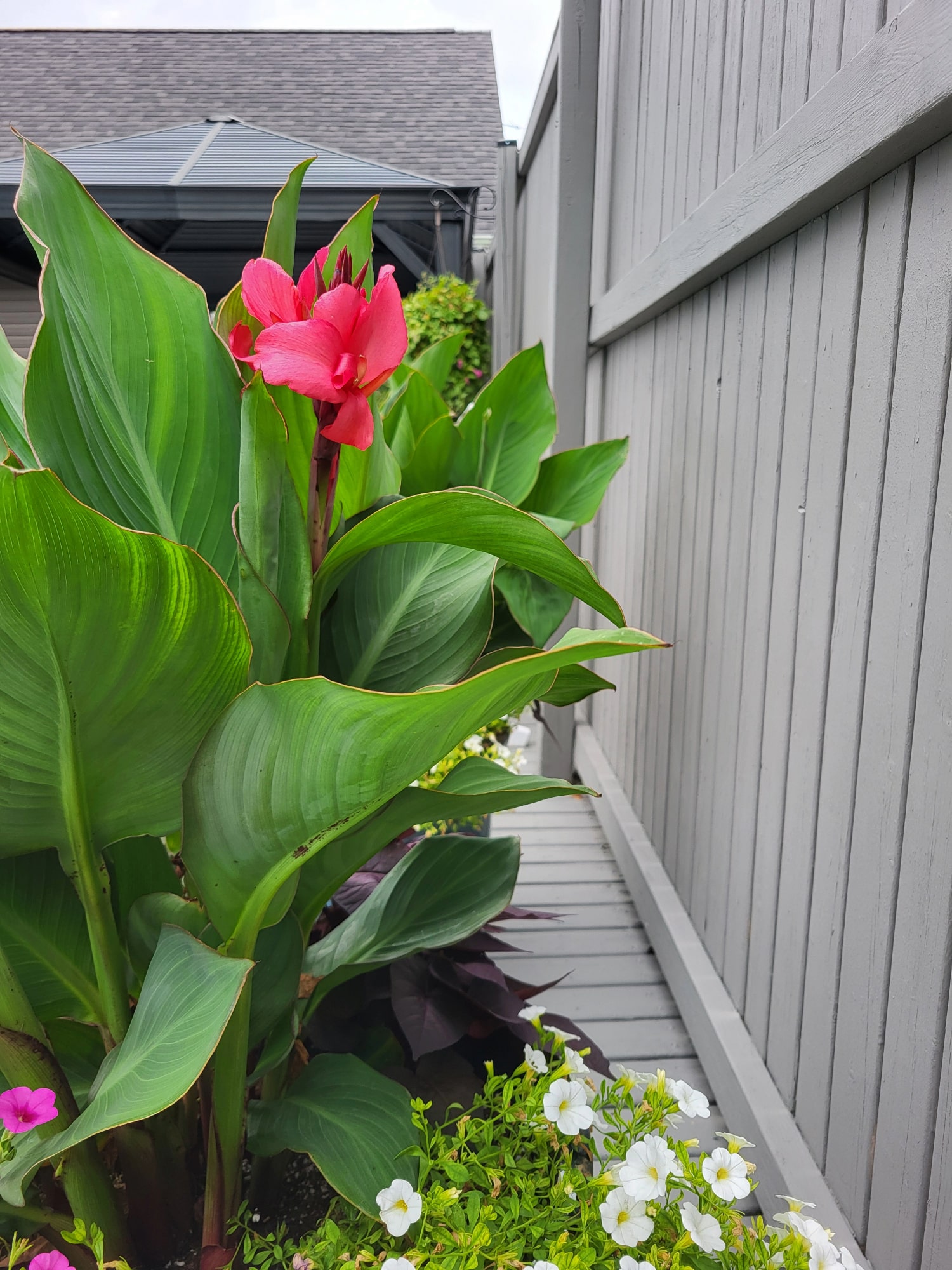 flowers in container