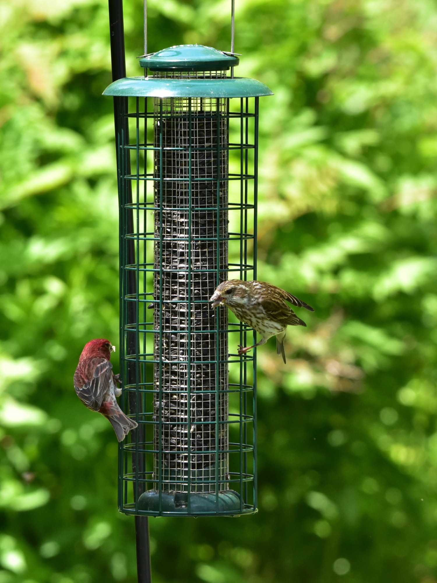 birds on a feeder