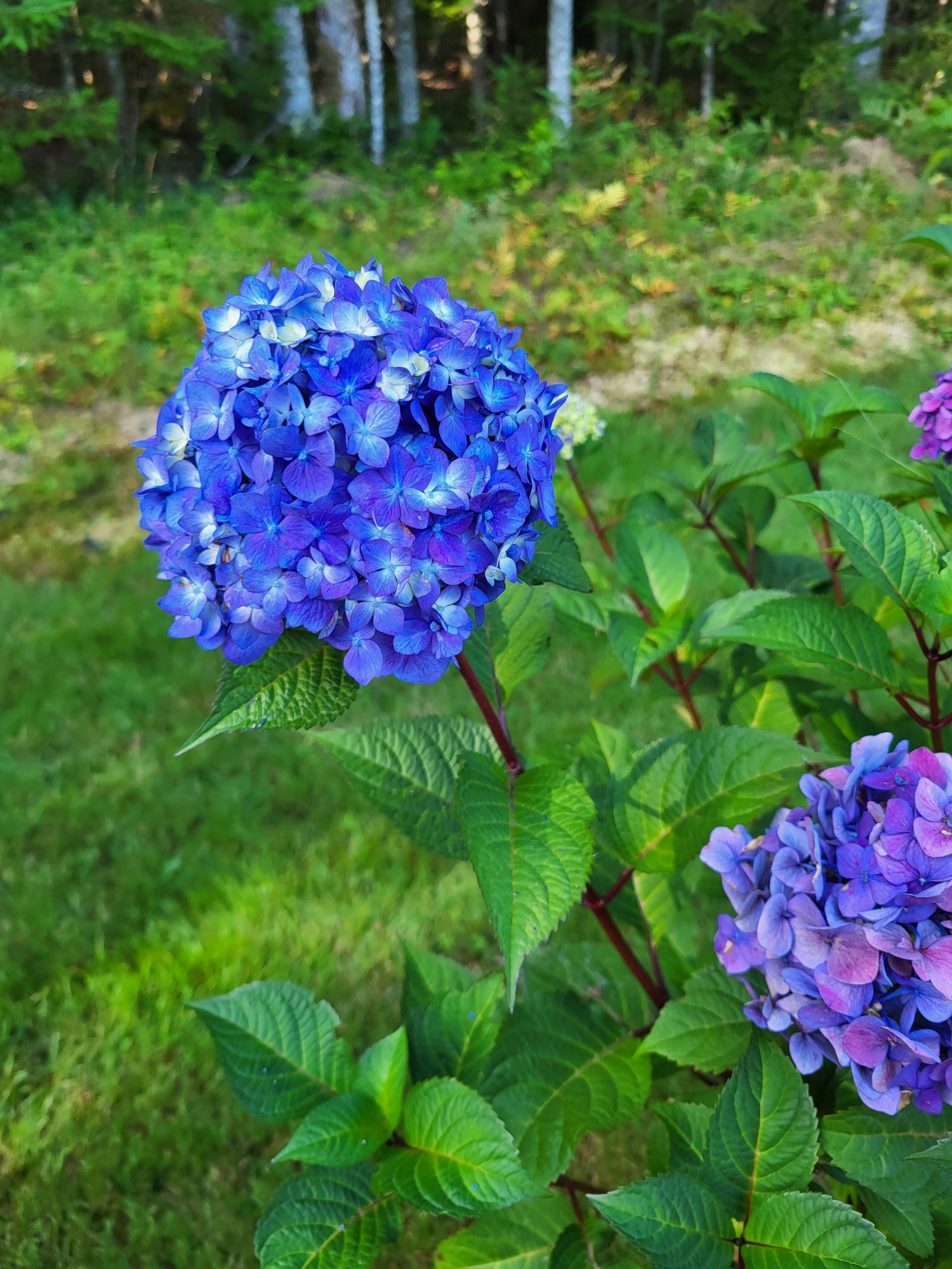 blue flowers in the garden