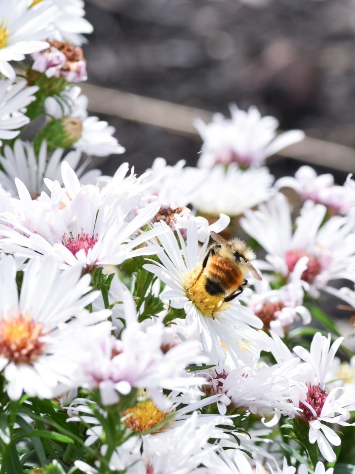 garden plants with bumblebee
