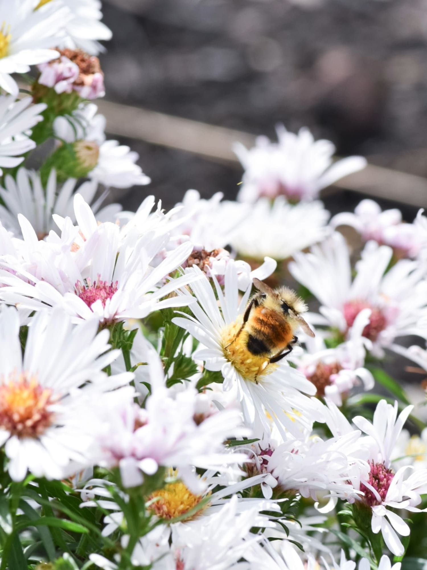 garden plants with bumblebee