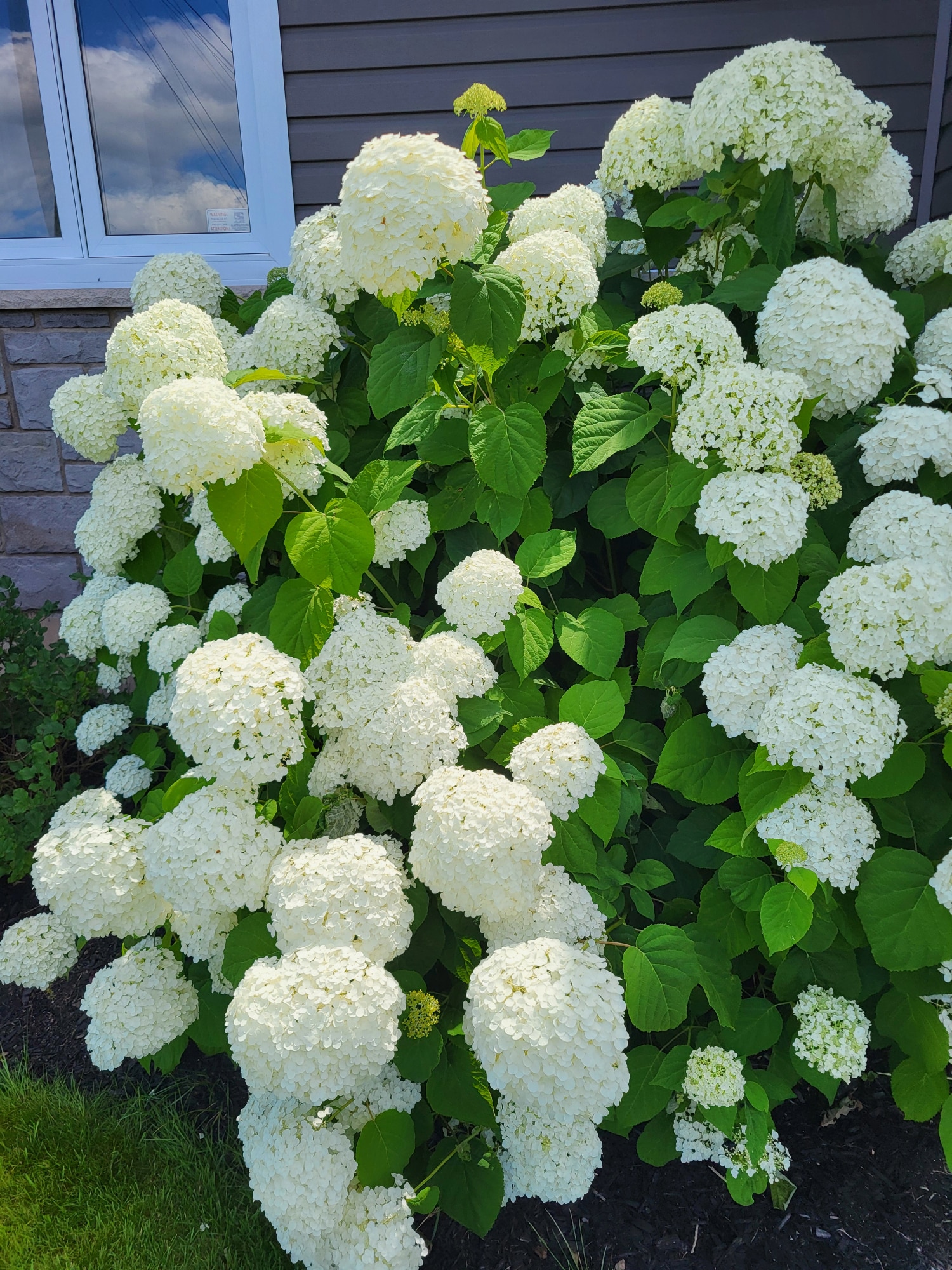 hydrangea