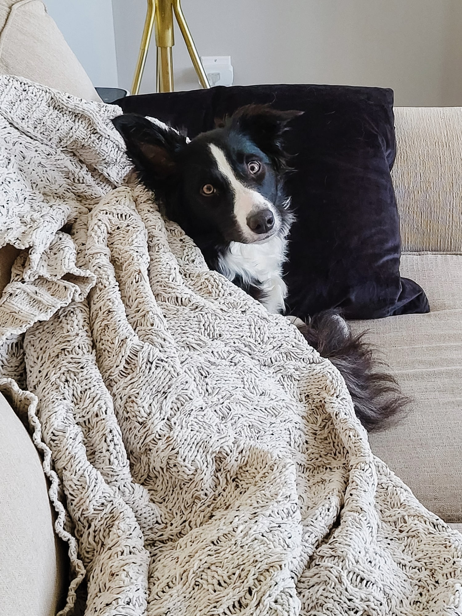 border collie on couch with blanket